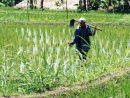 Ricefields Lombok